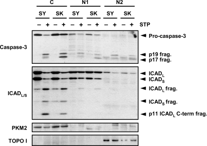 FIGURE 9.