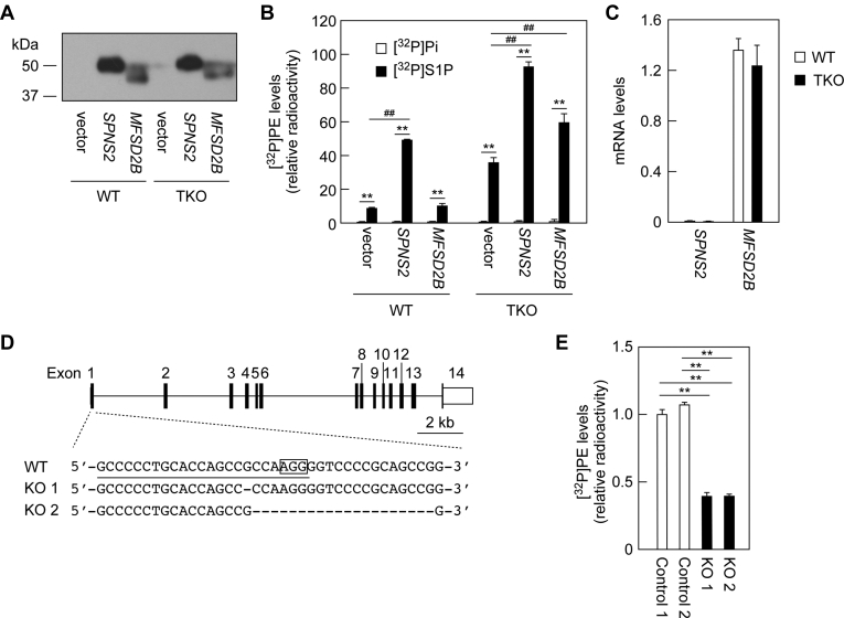 Figure 5