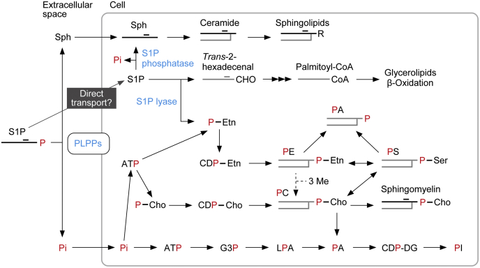 Figure 1