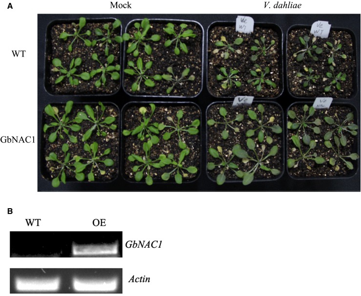 Figure 7