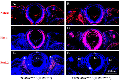 Fig. 10.