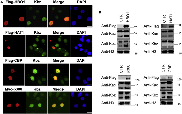 Figure 2