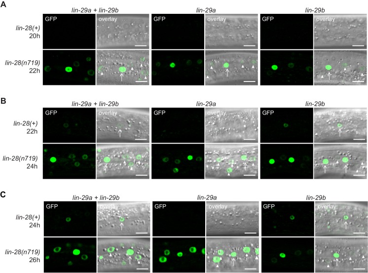 Figure 10—figure supplement 1.