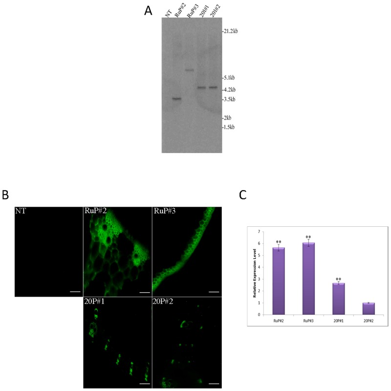 Fig 4