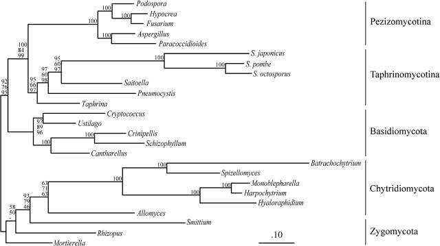 FIG. 3.—