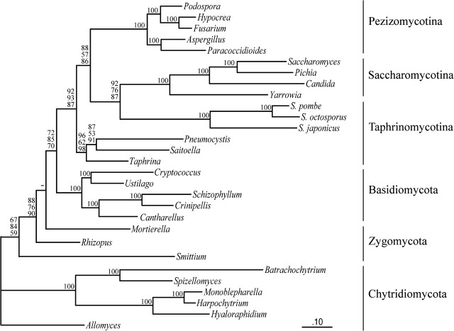 FIG. 2.—