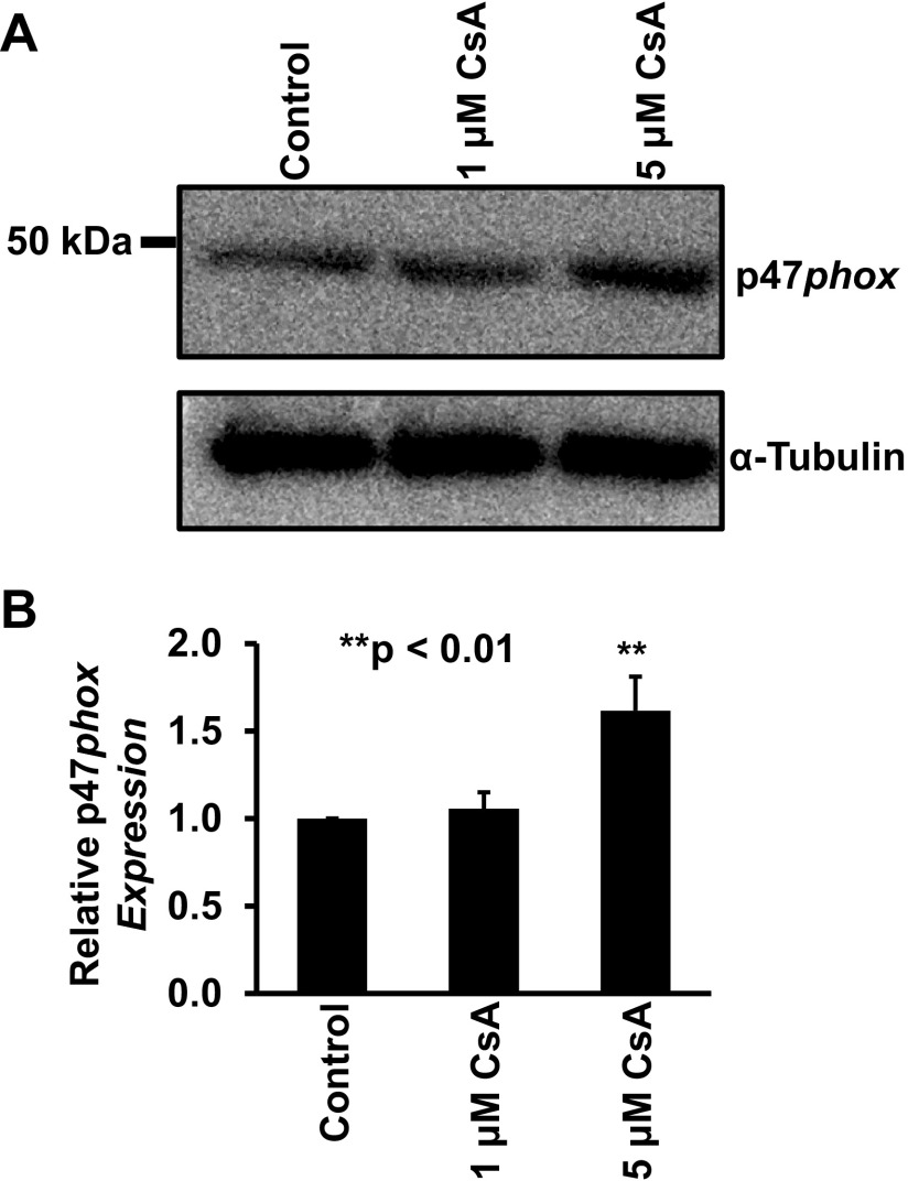 Fig. 8.