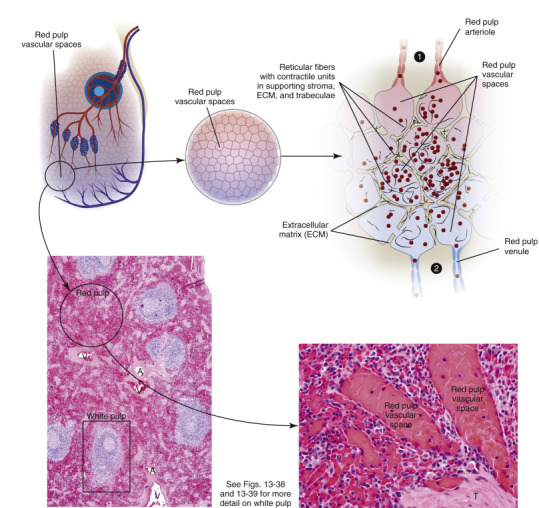 Figure 13-43