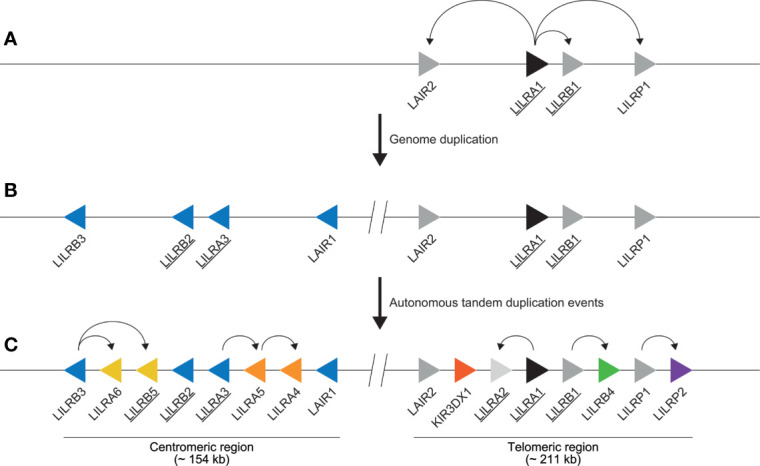 Figure 3