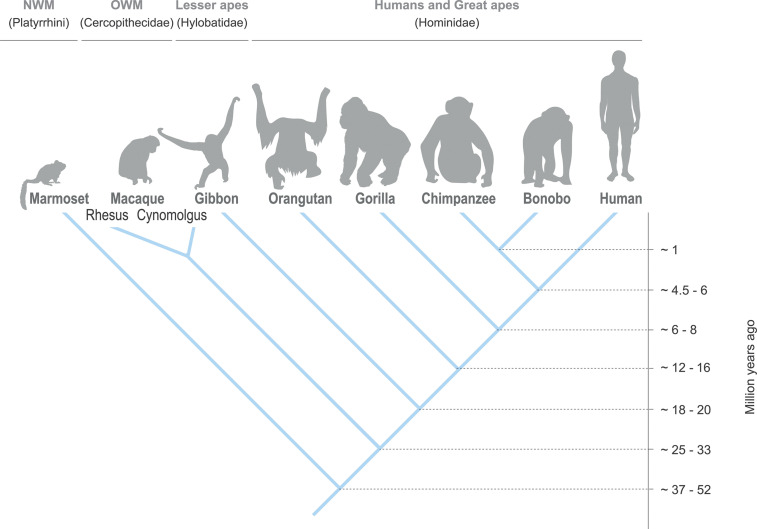 Figure 4