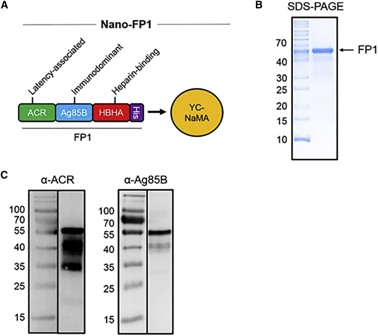 Figure 1