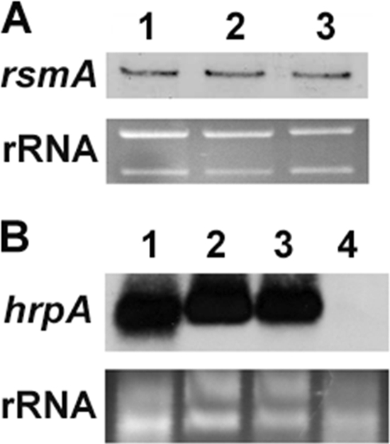 Fig 5