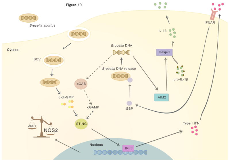 Figure 10