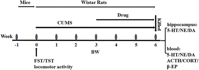 FIGURE 1