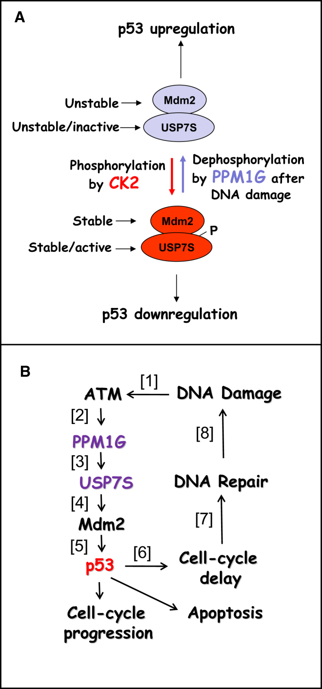 Figure 7