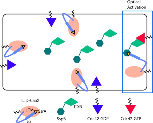 FIGURE 2: