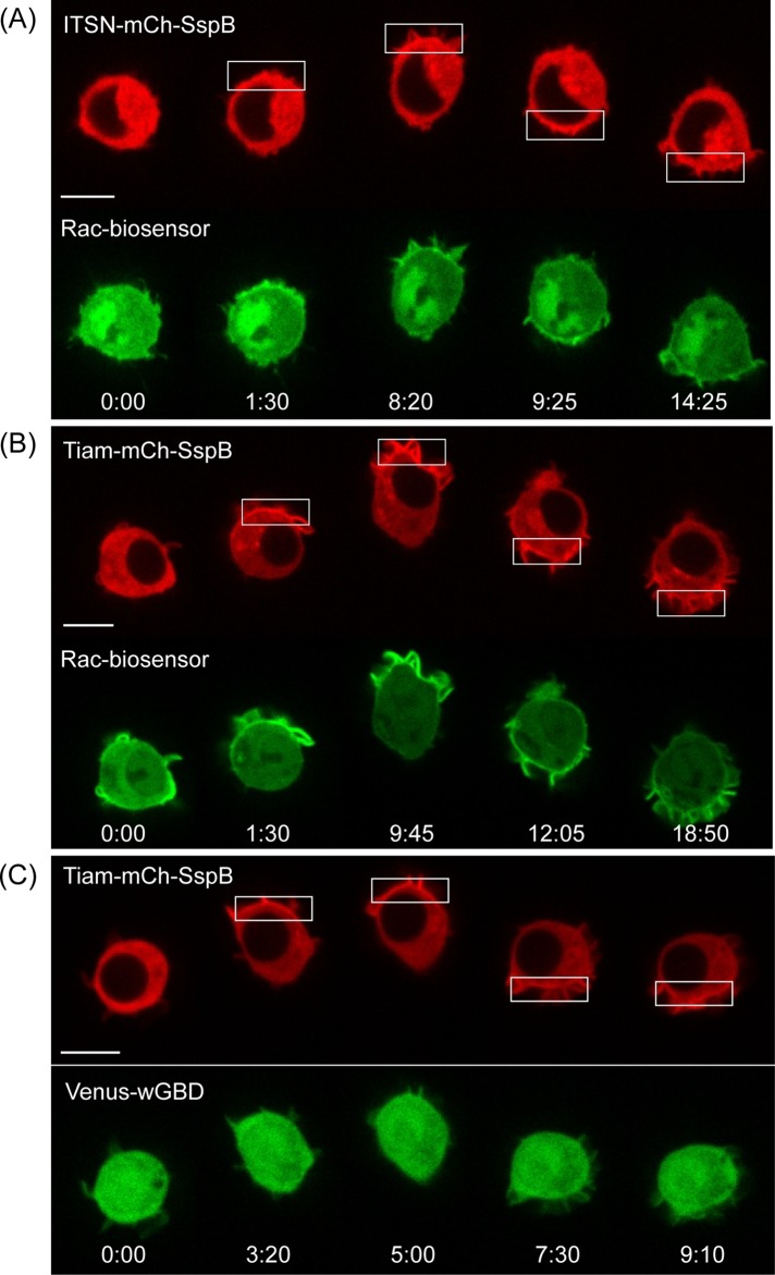 FIGURE 7: