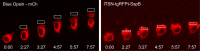 FIGURE 4: