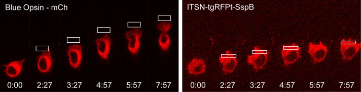 FIGURE 4: