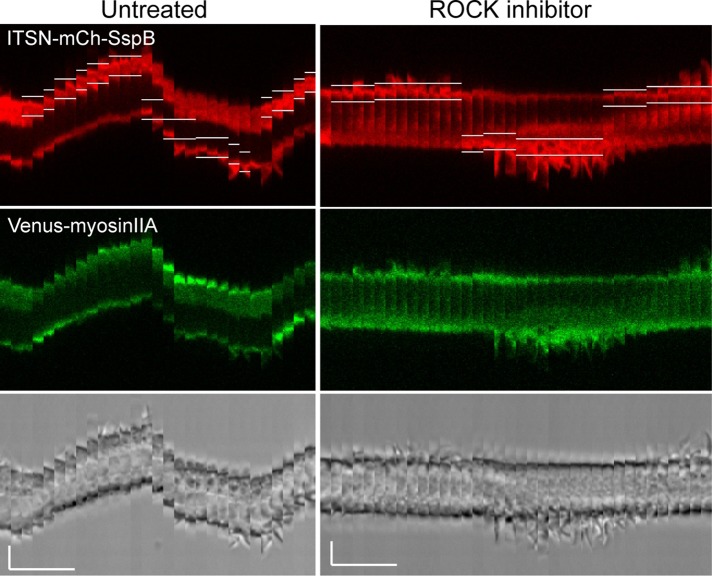 FIGURE 11: