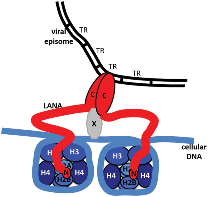 FIGURE 7