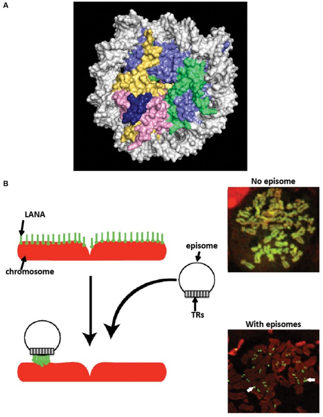 FIGURE 3