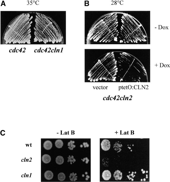 Figure 4.—