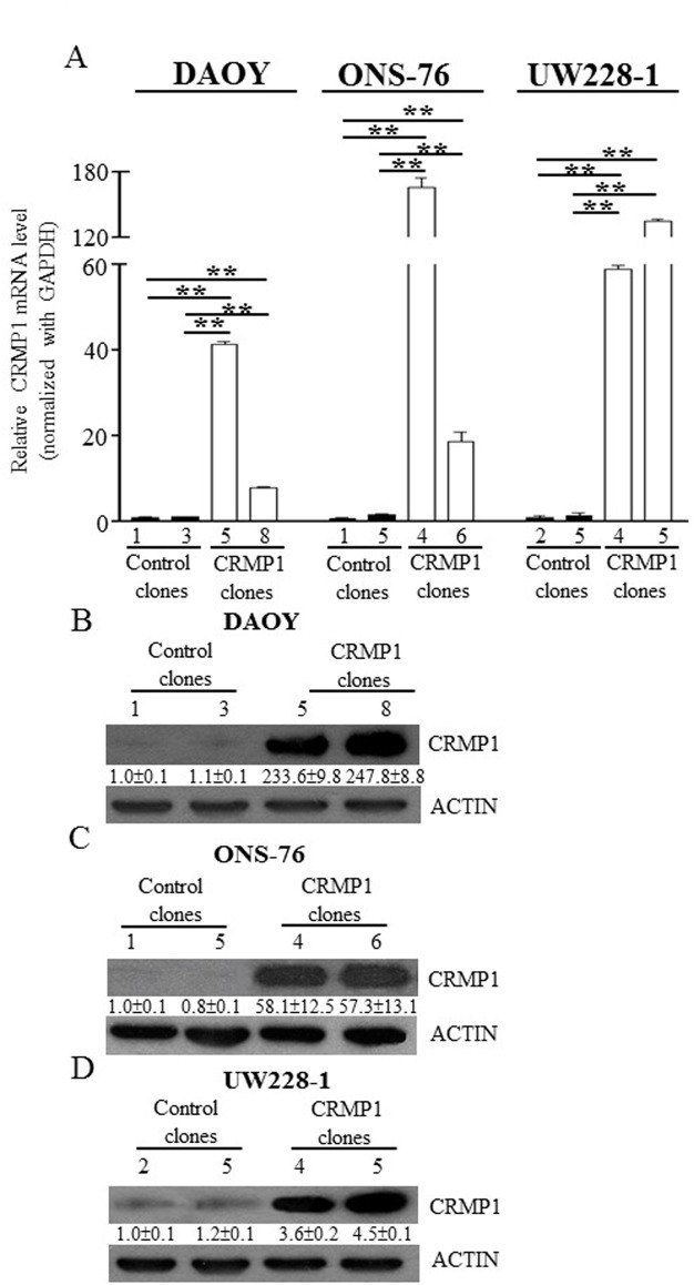 Fig 5