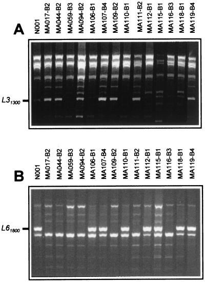 FIG. 1