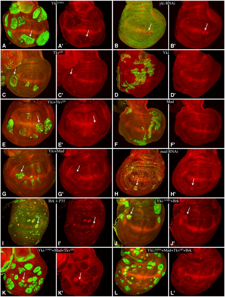 Fig. 2