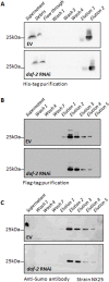 Figure 1—figure supplement 2.
