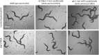 Figure 1—figure supplement 1.