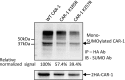 Figure 2—figure supplement 3.