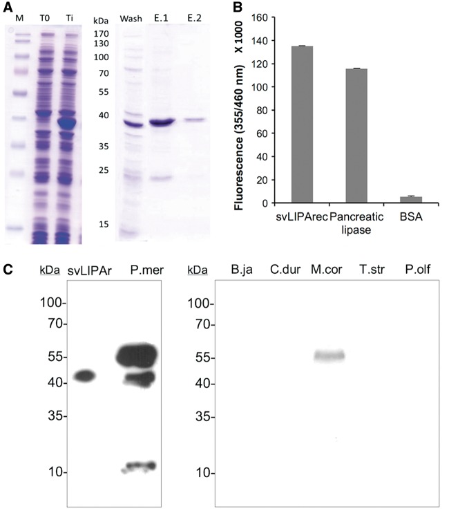 Fig. 6.—