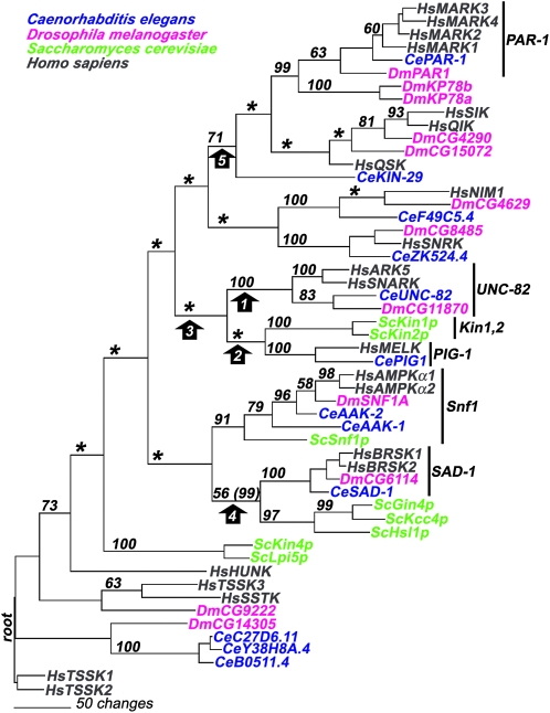 Figure 7.—