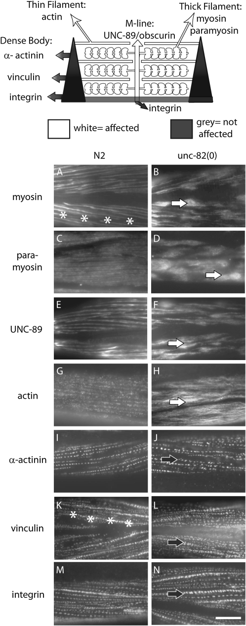 Figure 1.—