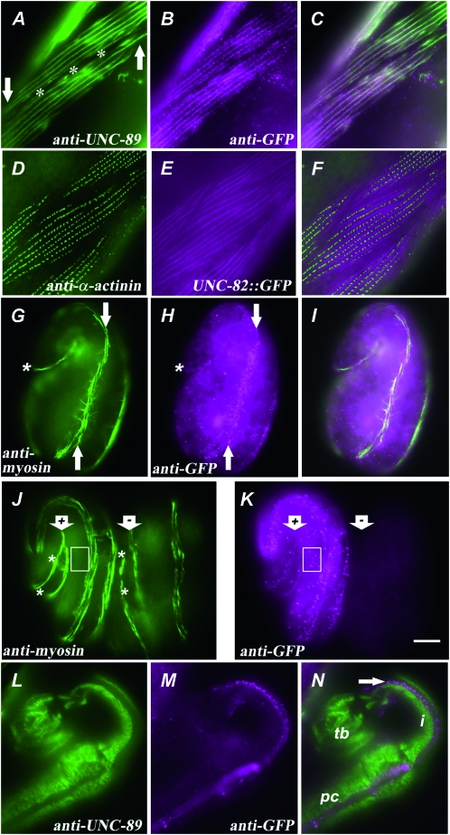 Figure 5.—