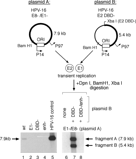 FIG. 5.