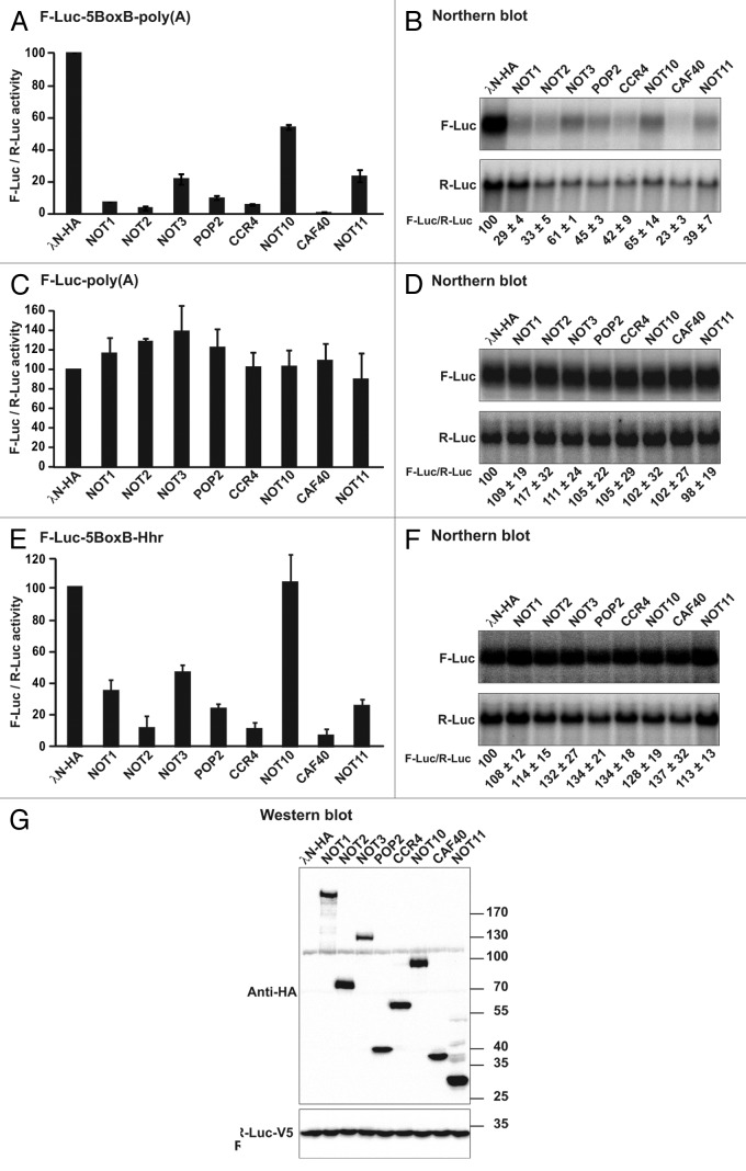 graphic file with name rna-10-228-g9.jpg