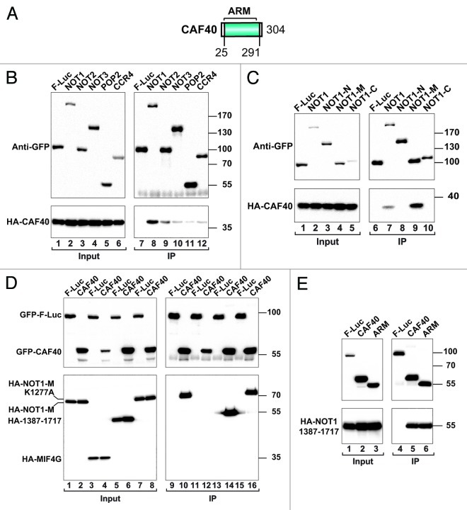 graphic file with name rna-10-228-g5.jpg