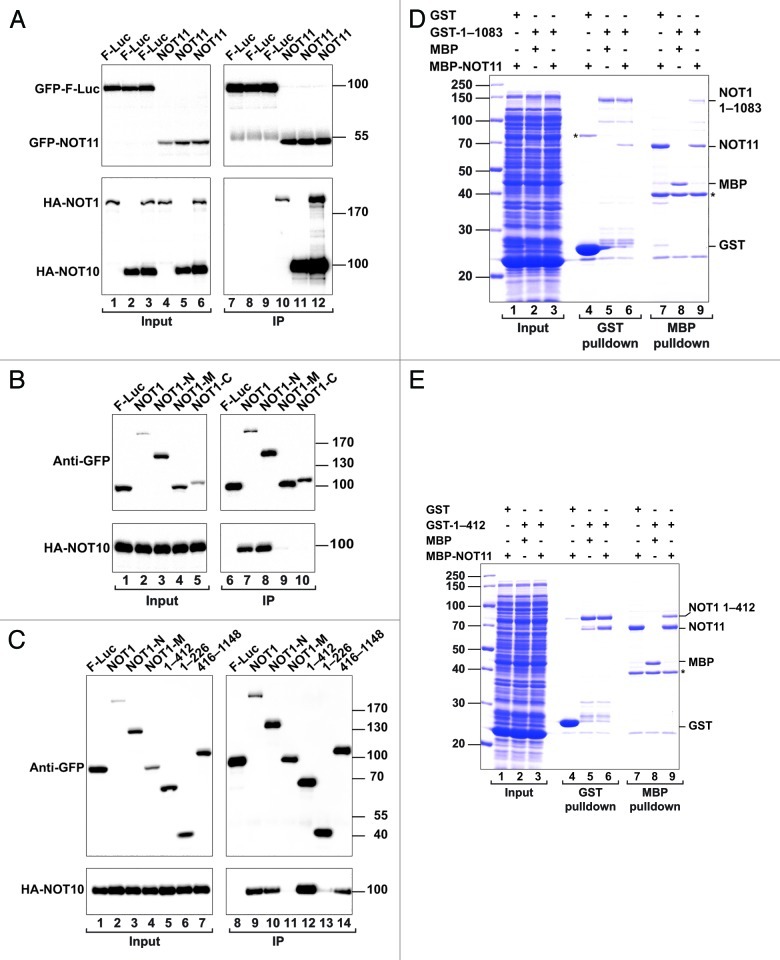 graphic file with name rna-10-228-g7.jpg