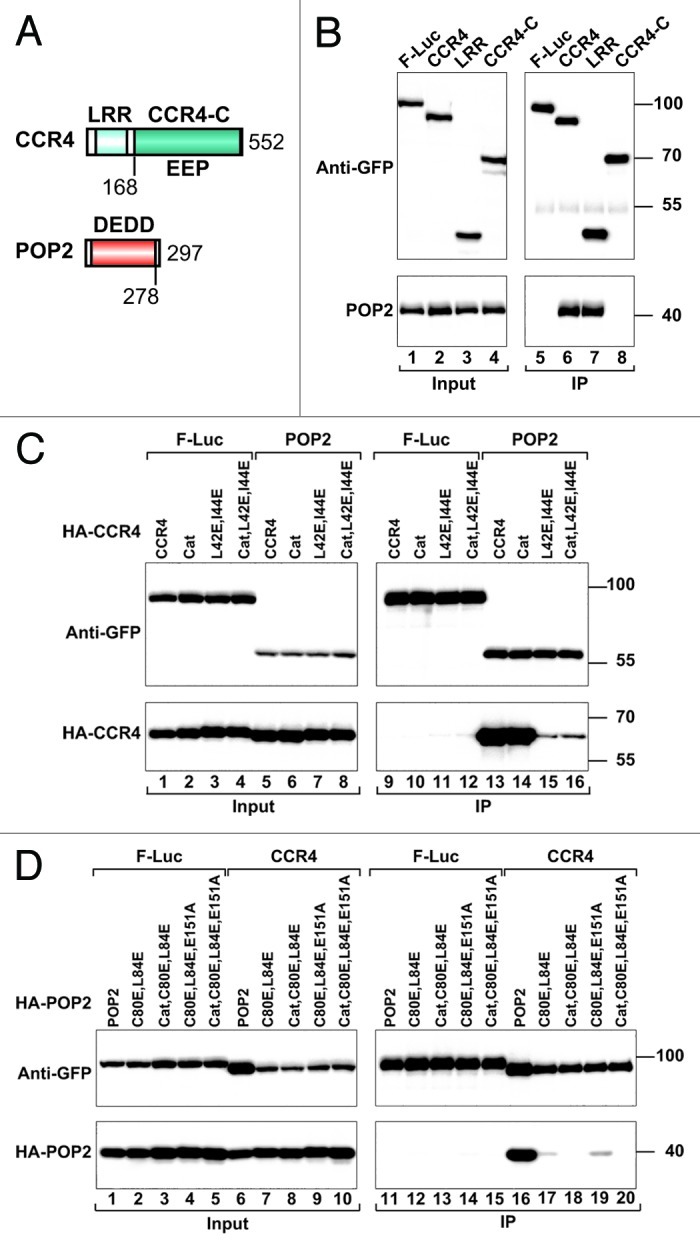 graphic file with name rna-10-228-g1.jpg