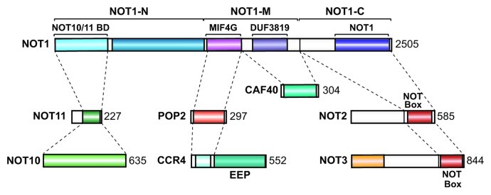 graphic file with name rna-10-228-g13.jpg