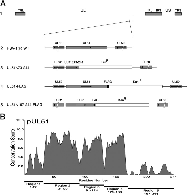 FIG 1