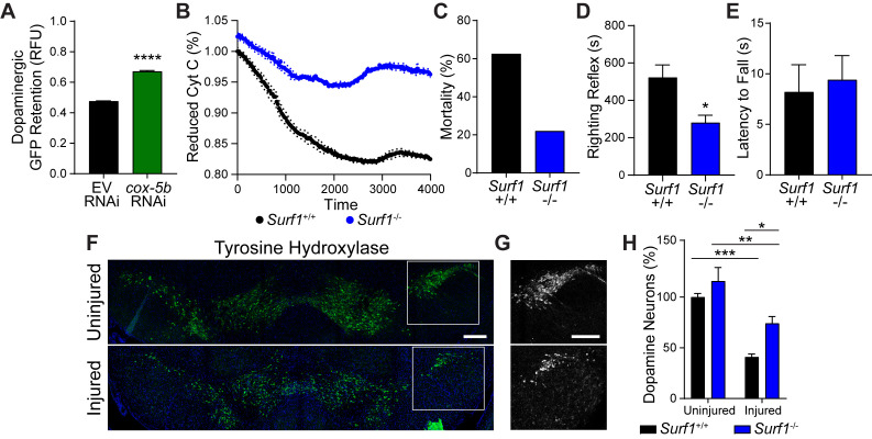 Figure 3—figure supplement 1.