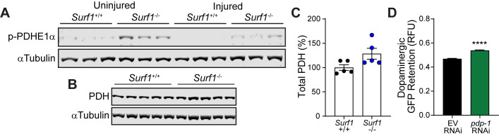 Figure 5—figure supplement 2.