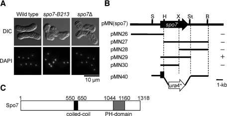 FIGURE 1: