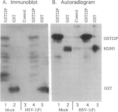 graphic file with name pnas01147-0106-a.jpg