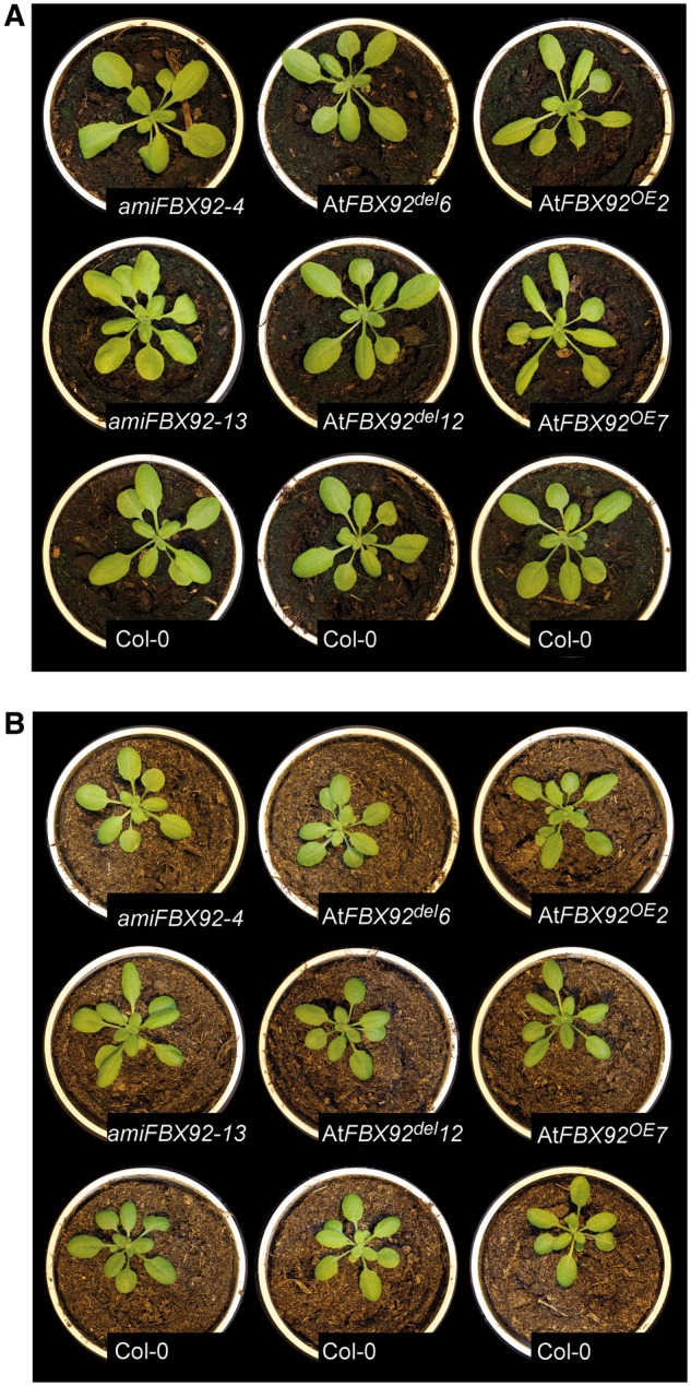 Fig. 6