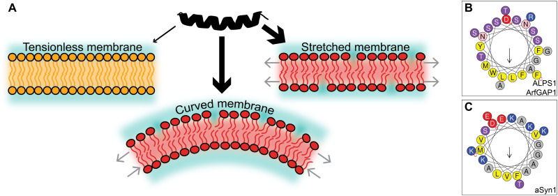 Fig. 1.